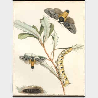 Caterpillar Posters and Art